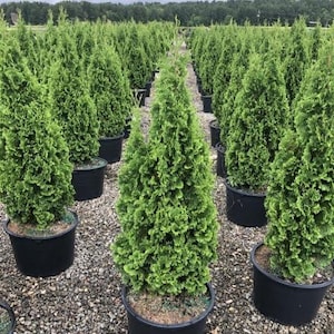 May include: Rows of green evergreen trees in black pots. The trees are cone-shaped and densely packed, with a lush, vibrant green color. The pots are arranged on a bed of small, gray stones, with a backdrop of trees and a cloudy sky.