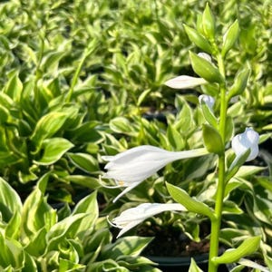 Hosta Sun