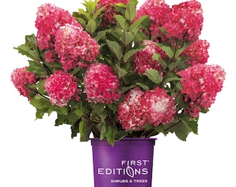 Hydrangea p. Spring Sizzle®
