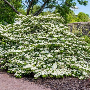 May include: A large, lush shrub covered in clusters of white flowers. The shrub has green leaves and is set against a backdrop of trees and a stone wall. The ground is covered in mulch and a reddish-brown path.