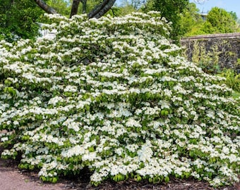 Shasta Viburnum Plicatum Tomentosum - Live Plant - ( 1 QT ) - Etsy