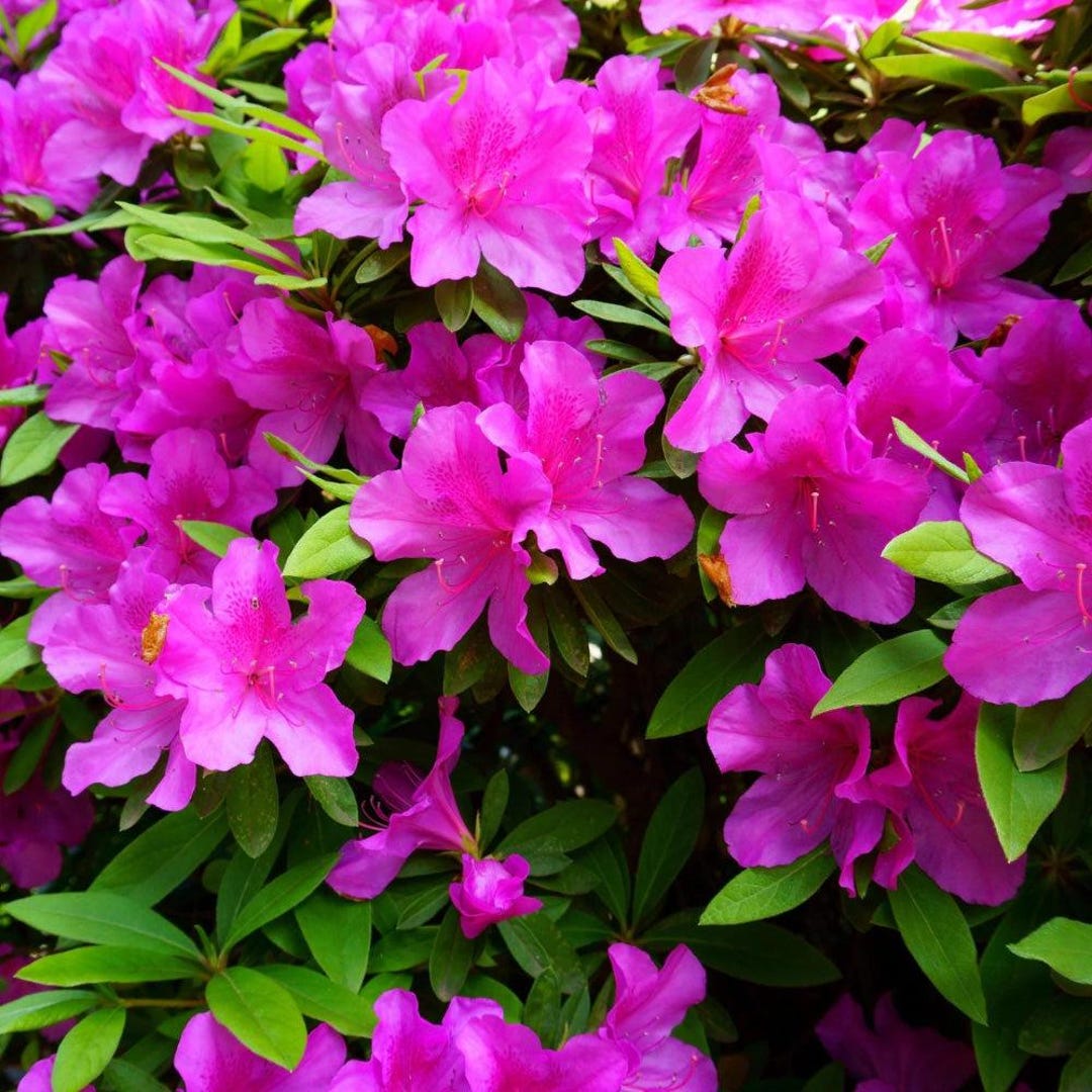 Azalea Formosa - Etsy