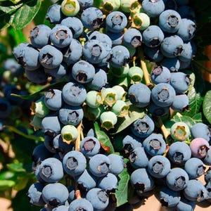 May include: Close-up of a cluster of ripe blueberries, showcasing their deep blue color and textured skin. Green leaves and unripe berries are also visible, creating a natural and fresh composition. The image highlights the freshness of the fruit.