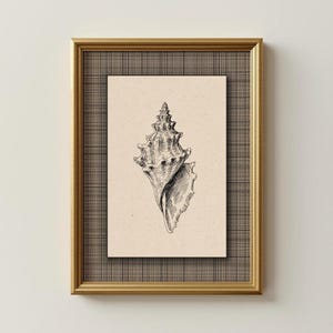 May include: A framed print with a black and white drawing of a conch shell. The artwork is set against a beige background and framed with a gold-coloured frame and a patterned border. The style is classic and elegant, suitable for home decor.