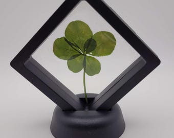 Rare 6-Leaf Clover in Floating Frame, Good Luck Charm
