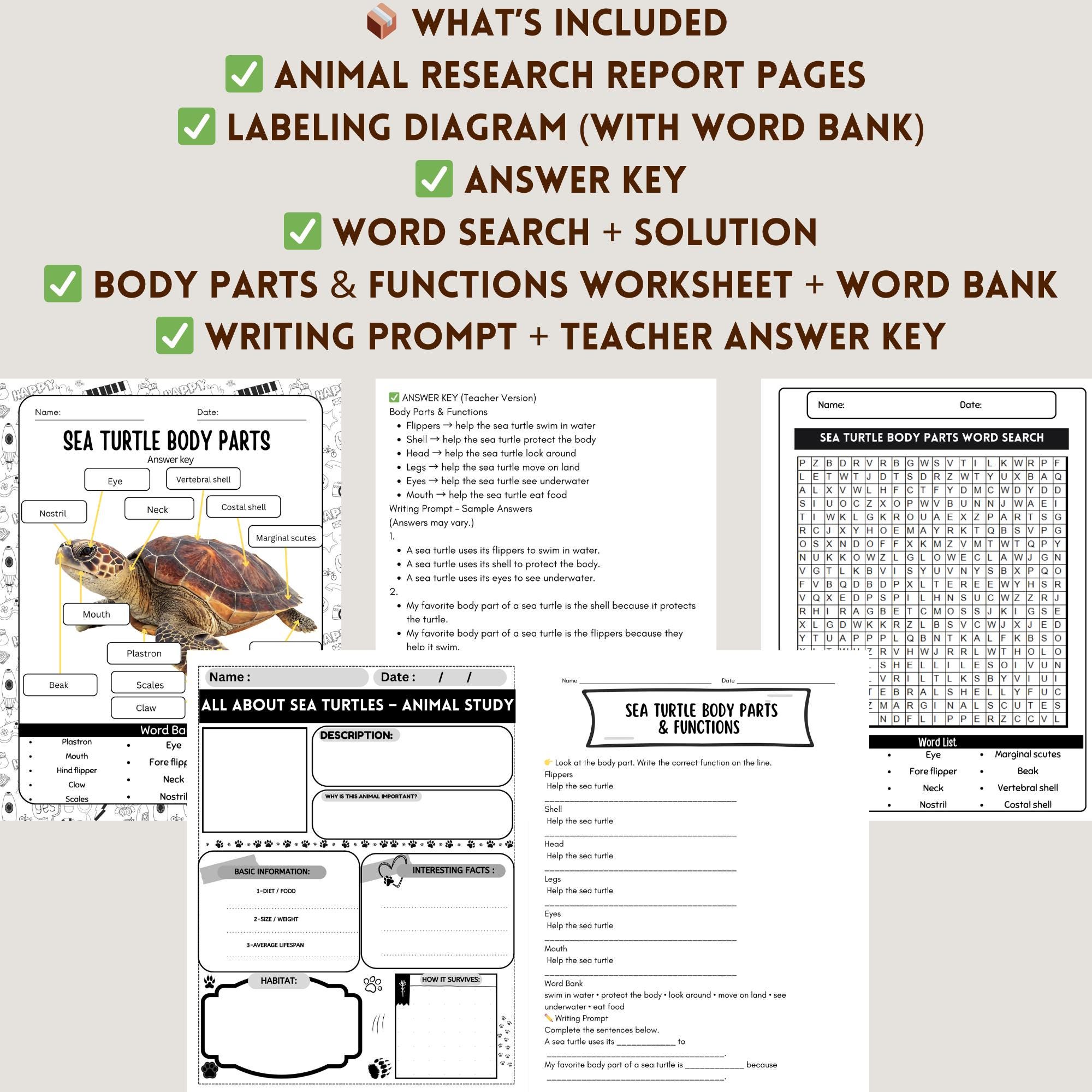 All About Sea Turtles Worksheet for Kids, Sea Turtle Anatomy Labeling ...