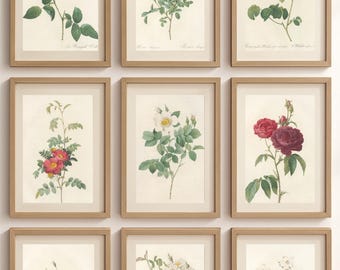 Set of 9 - Vintage Botanical Prints – Antique Flower Illustrations – Gallery Wall Art Instant Download
