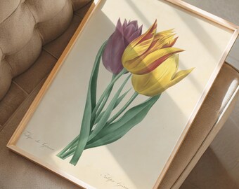 Botaniczny wydruk z motywem tulipana w stylu vintage | Ilustracja antycznego tulipana | Elegancka kwiatowa sztuka ścienna (do pobrania w wersji cyfrowej)