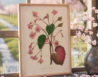Vintage Begonia Discolor Botanical Art Print (Digital Download)