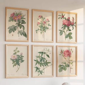 May include: A set of six framed botanical prints featuring various rose species with pink and white blossoms, green leaves, and stems. Each print is encased in a light-colored wooden frame and arranged in two rows of three on a plain wall.