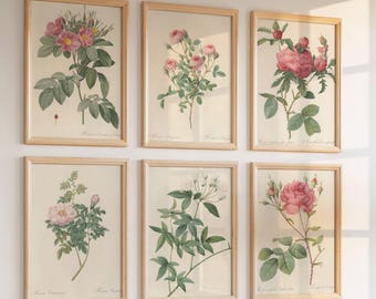 Conjunto de 6 láminas botánicas vintage – Ilustraciones florales antiguas – Arte para pared de galería (descarga instantánea)