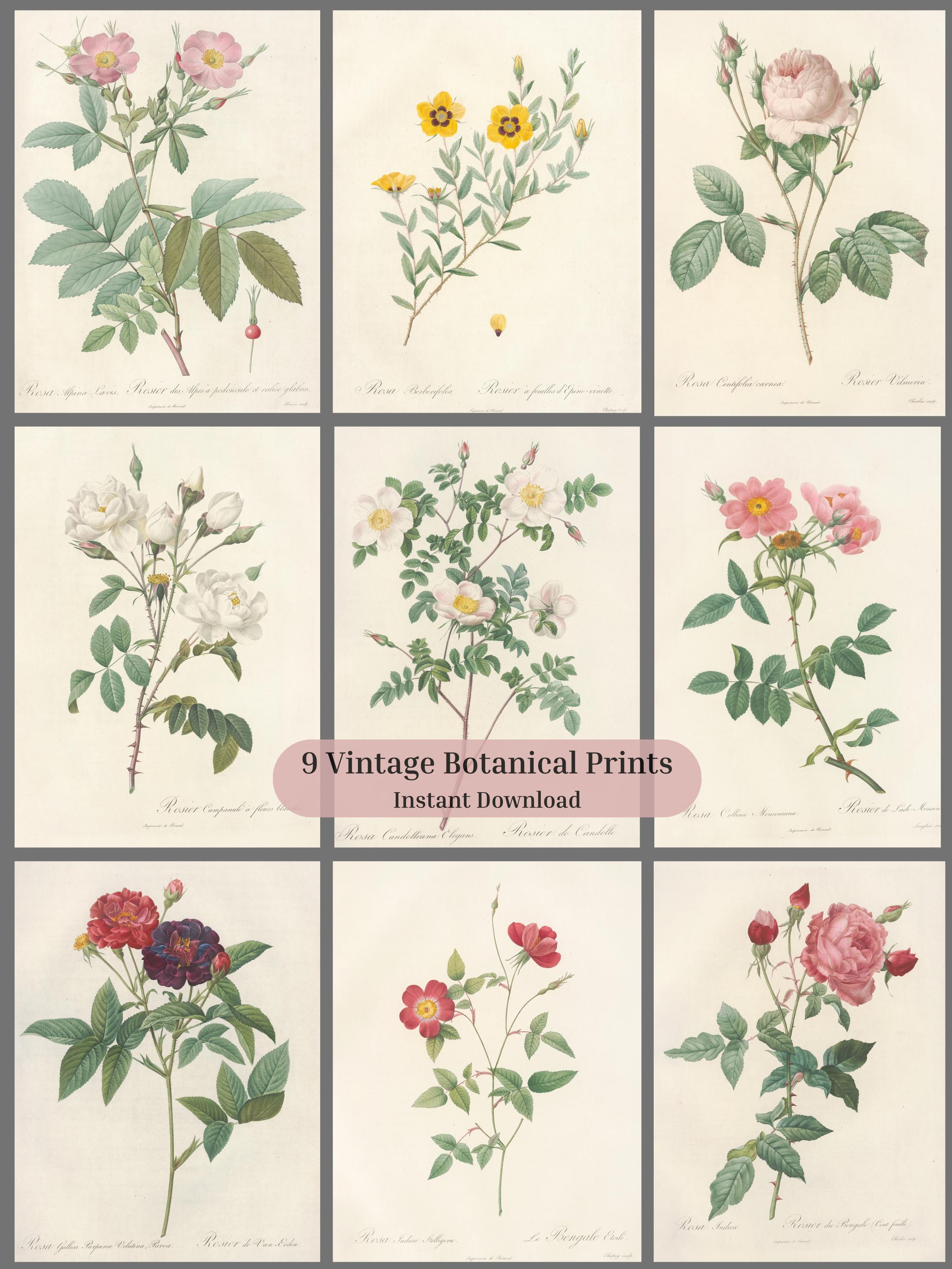 Set of 9 Vintage Botanical Prints – Antique Flower Illustrations ...