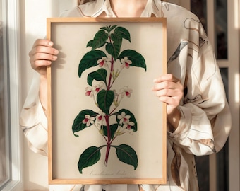 Vintage Eranthemum Bicolor Botanical Print | Exotic Floral Illustration, Tropical Wall Art (Digital Download)