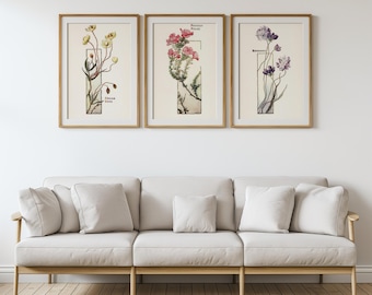 Conjunto de 3 láminas botánicas vintage – Flores de California – Arte para pared de galería – Descarga digital
