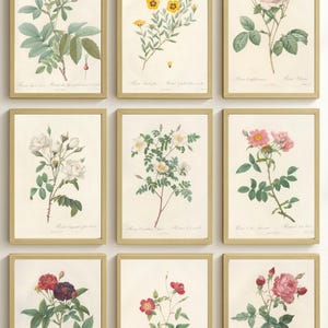 May include: A set of nine framed botanical prints arranged in a grid, each featuring detailed illustrations of various rose species with green leaves and colorful blossoms in shades of pink, red, white, and yellow, all encased in thin gold frames.