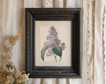 Vintage Lilac Botanical Print | Antique Floral Illustration, Spring Wall Art (Digital Download)