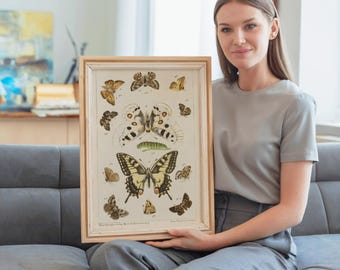 Butterflies & Moths Wall Art | Vintage Entomology Print | Digital Download Home Decor