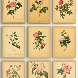 Vintage Floral Prints – Set of 9 Antique Flower Illustrations, Gallery Wall Art (Digital Download)