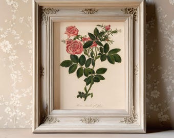Impressão botânica de rosa vermelha | Arte de parede floral vintage (download digital)