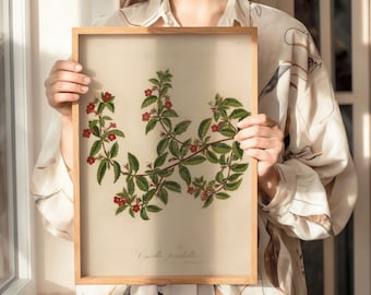 Vintage Cyrilla Pulchella Botanical Print | Elegant Floral Wall Art (Digital Download)