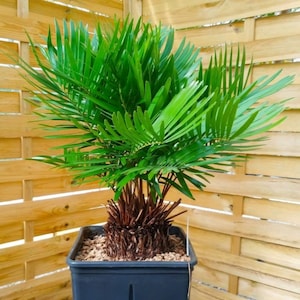 Zamia integrifolia Seeds (10 pcs), Zamia Floridana, Rare Florida Cycad,  Drought-Tolerant Tropical Plant, Palm Foliage, Heirloom Seeds