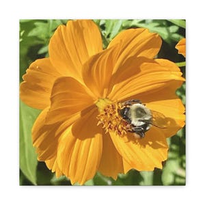 Bee & Flower Wall Art, Nature Decor, Home Decoration, Gift for Garden Lovers, Floral Canvas Print