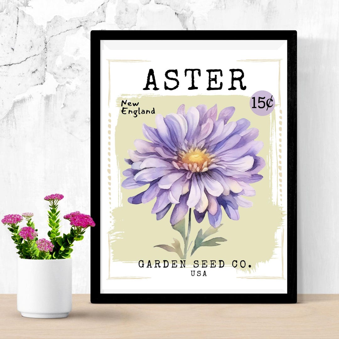 Paint-by-number, Aster, Printable, Vintage Seed Packet, Digital ...