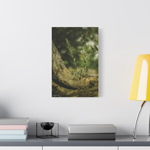 Olive Tree, Palestinian Wall Art, Stretched Canvas