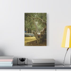 Olive Tree, Palestinian Wall Art, Stretched Canvas