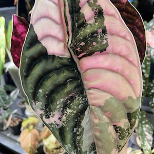 Alocasia cuprea - Etsy 日本
