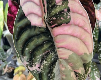 Alocasia Cuprea Nomyen Roze bonte aanplant knollen Indoor Outdoor tuinieren Plant