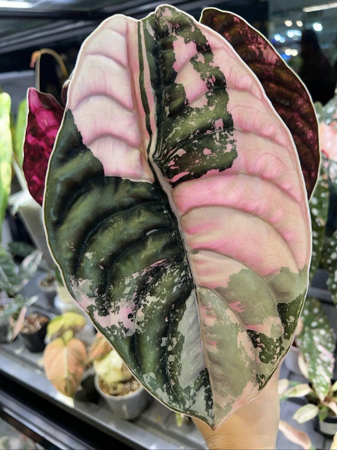 極上 アロカシア クプレア スーパーピンク Alocasia cuprea - Etsy 日本