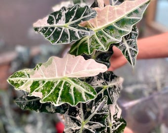 Alocasia Amazonica Polly Roze Bont Geplant Knollen Binnen Buiten Tuinieren Plant