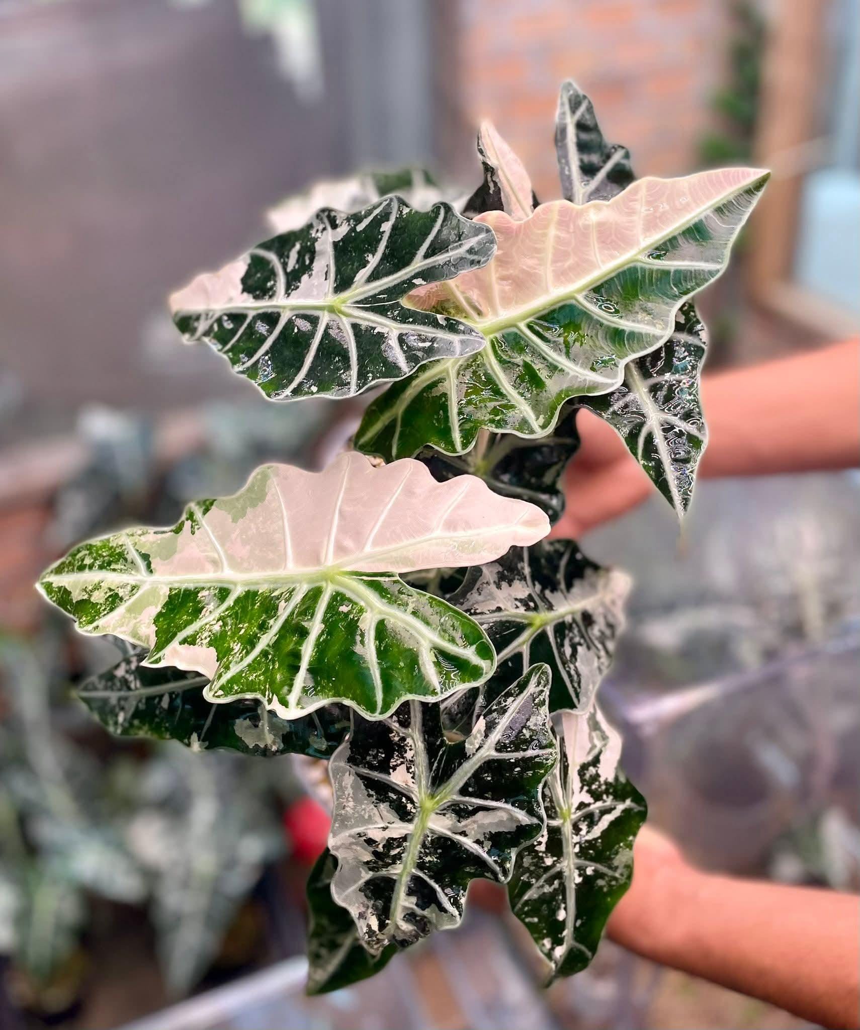Variegated alocasia polly - Etsy 日本