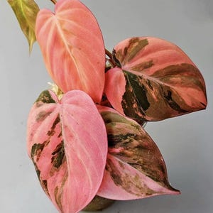 Philodendron node cutting - Etsy sterreich