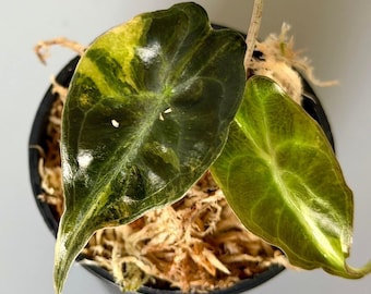 Alocasia Venom Aurea, bulbos variegados para plantar en interiores y exteriores, planta rara para jardinería.