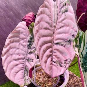 アロカシア ワトソニアナ ドフ ピンク 斑入り Alocasia watsoniana pink variegated - Etsy 日本