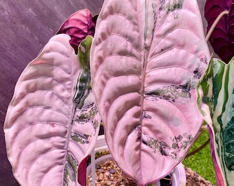 Alocasia Cuprea Nomyen Rosa brokiga planteringsknölar för inomhusbruk, utomhusträdgårdsväxt