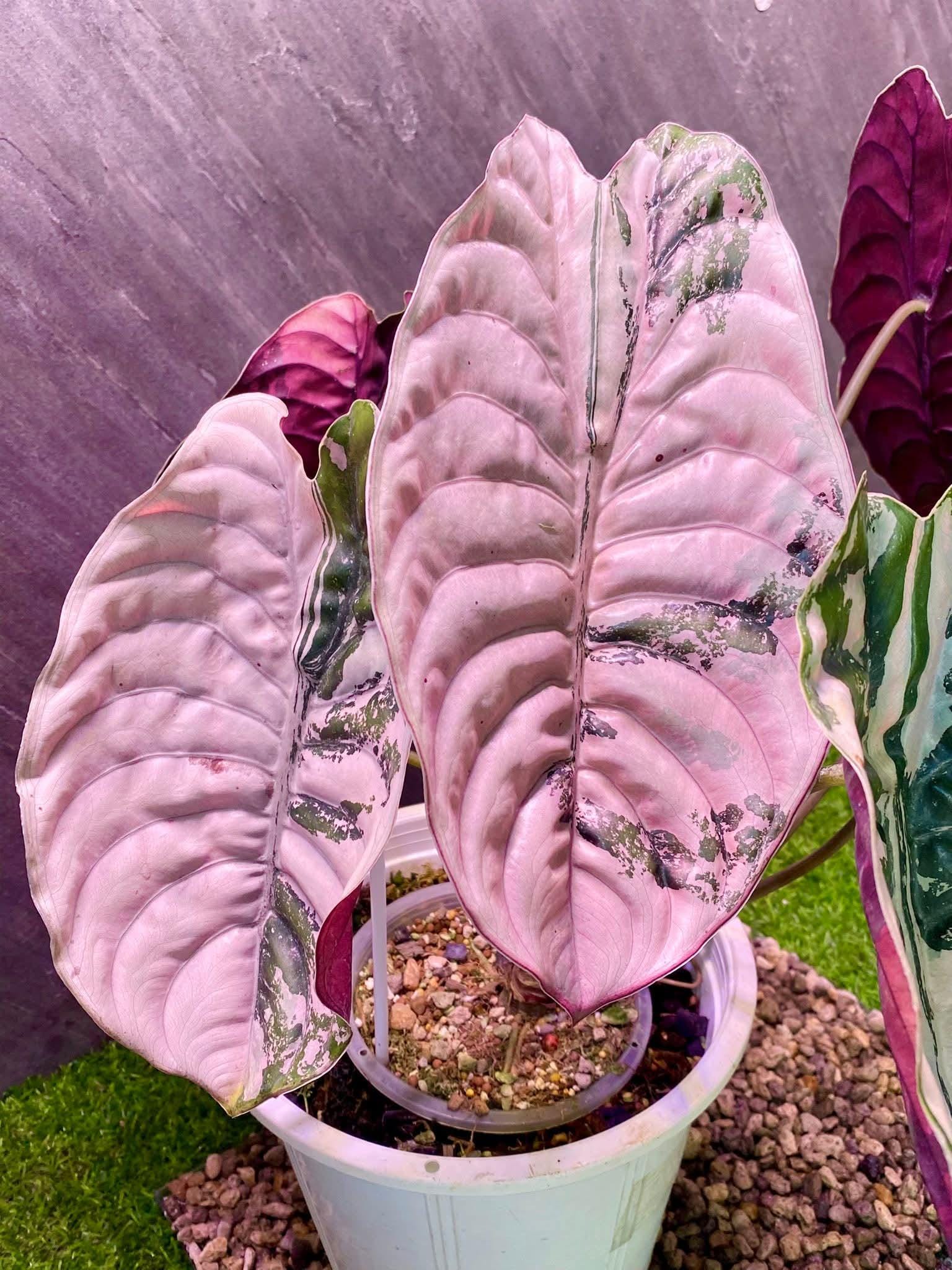 Alocasia rare - Etsy 日本
