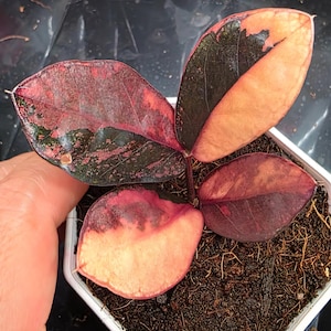 May include: A small plant with vibrant leaves in a white square pot. The leaves display a striking color gradient, transitioning from deep burgundy and pink to shades of peach and dark green. The plant sits in dark soil.