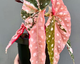 Begonia maculata rare plante de jardinage d'intérieur et d'extérieur panachée de rose