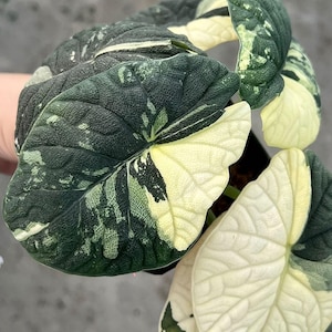 Alocasia melo albo - Etsy 日本