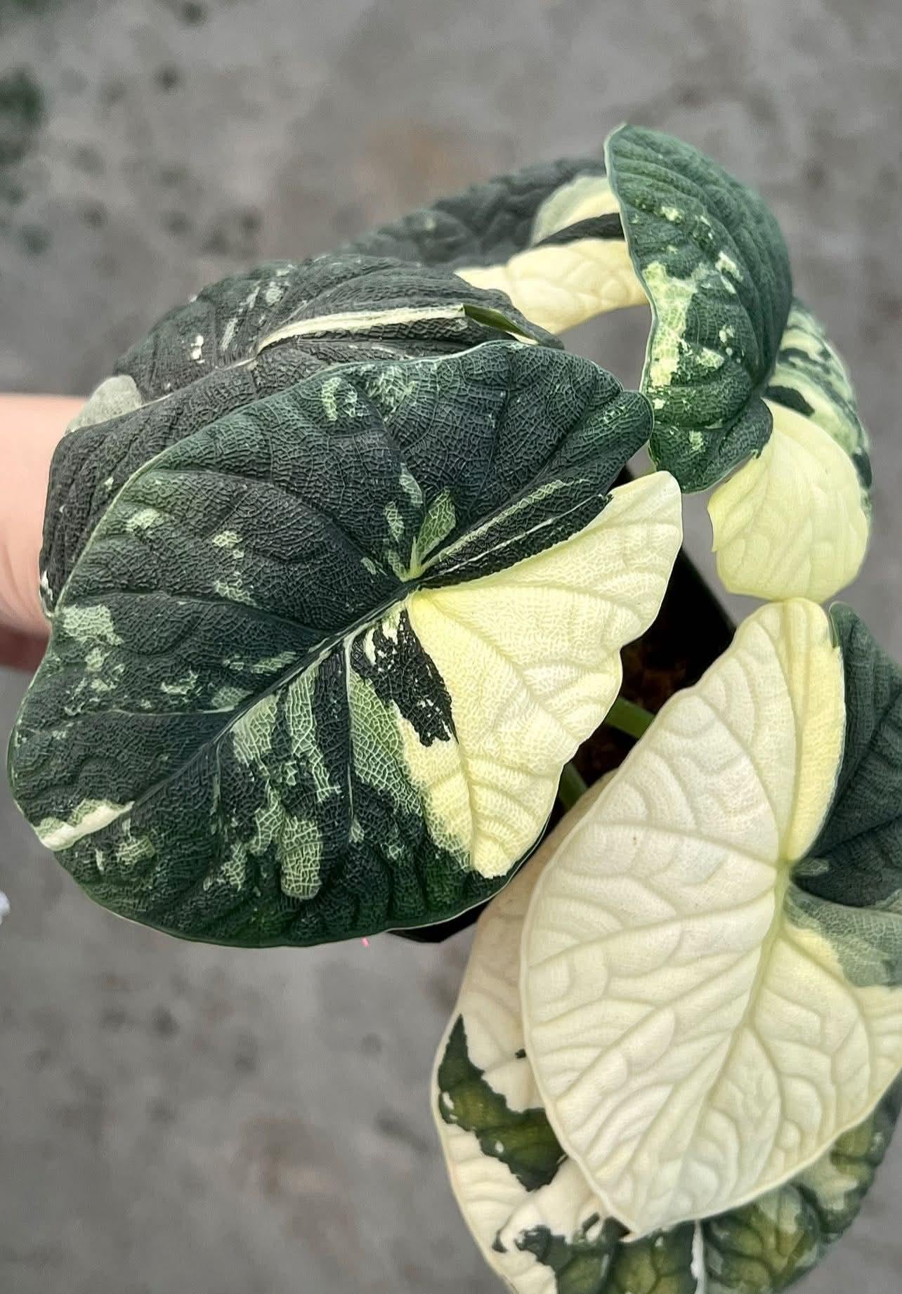 Variegated alocasia maharani - Etsy 日本