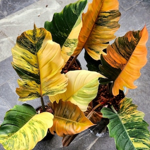Caramel marble philodendron - Etsy 日本