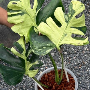 モンステラ・デリシオサ・オーシャンミント斑入り根付き節挿し木、葉が1枚だけの珍しい植物