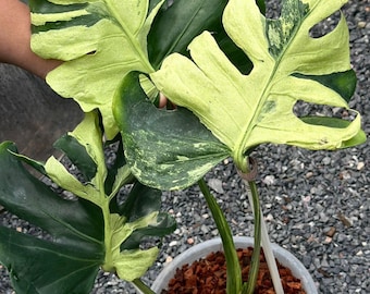 Monstera Deliciosa Ocean Mint Variegated Rooted Node Sadzonka, Rzadka Roślina z Pojedynczym Liściem