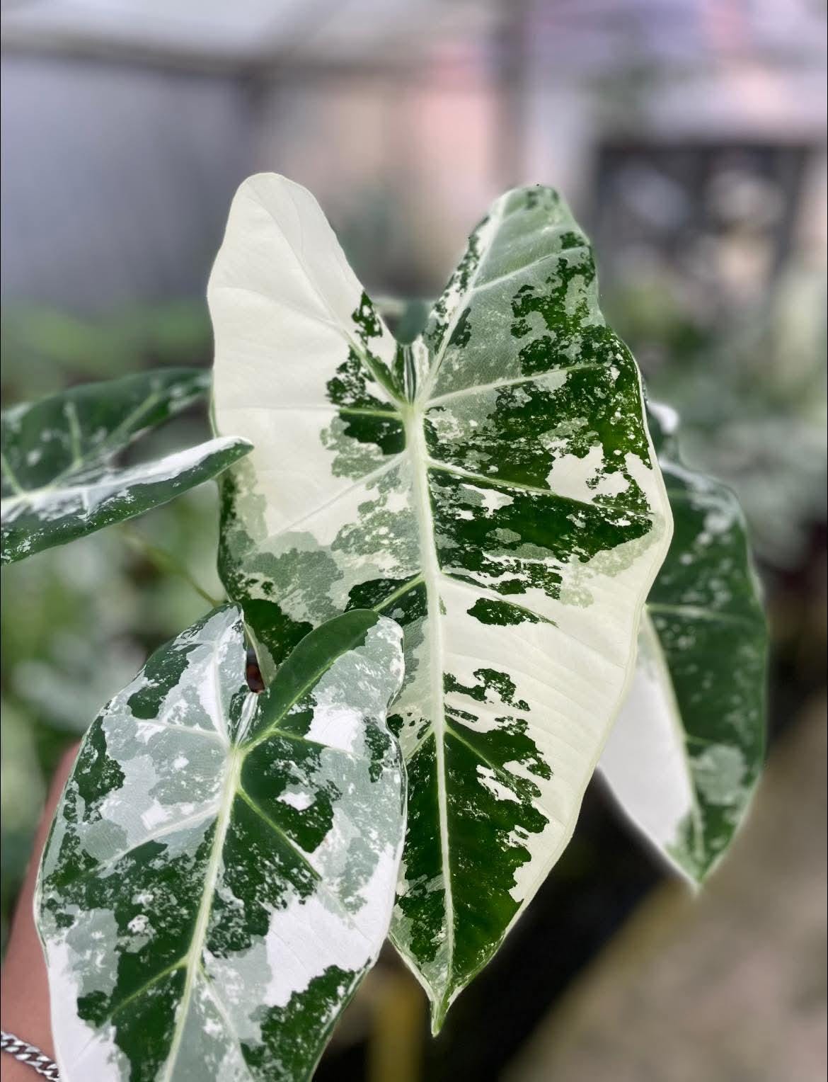 Alocasia nobilis pink variegated - Etsy 日本