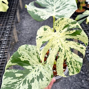 Monstera Balbasaur Bonte gewortelde knoopstek, zeldzame plant met enkel blad