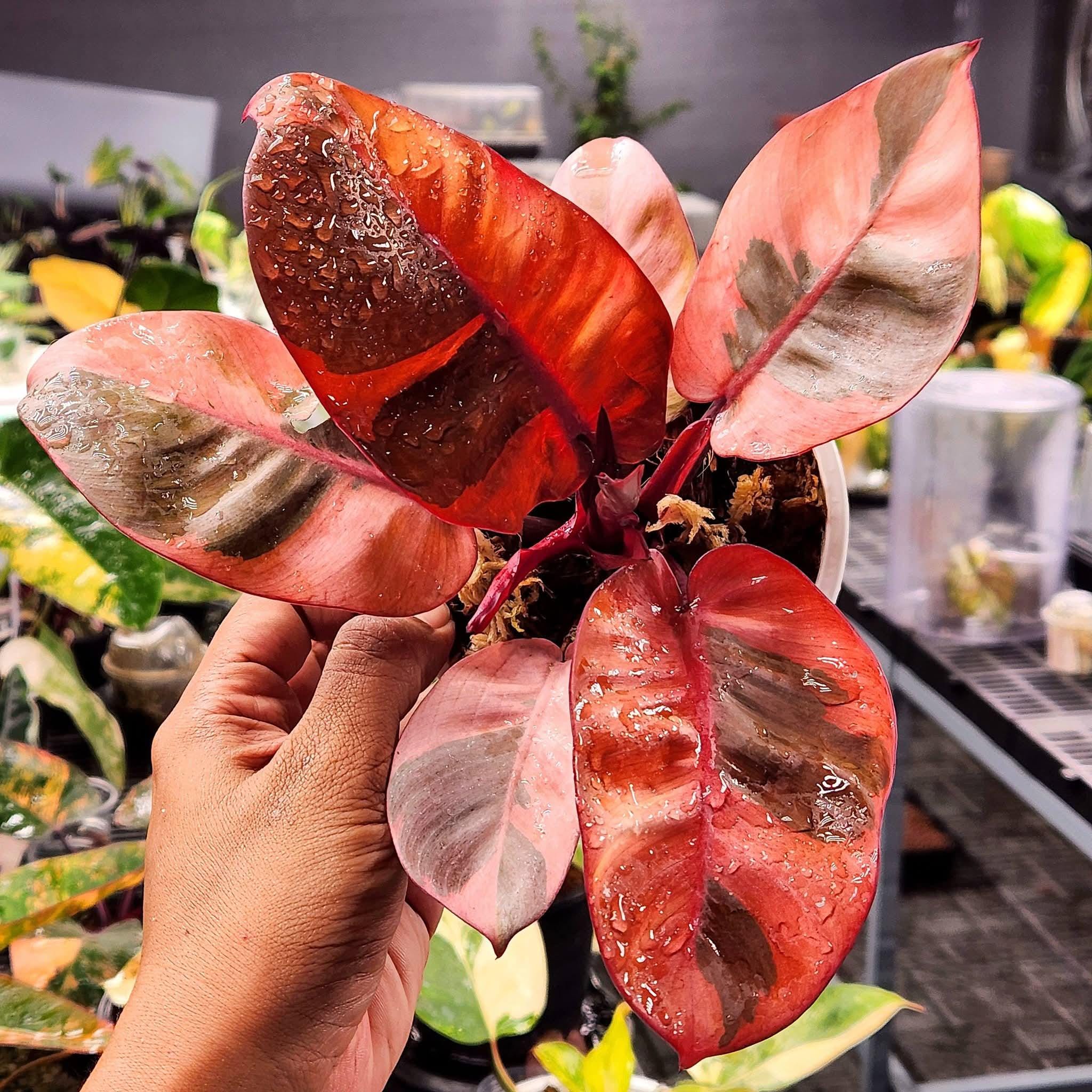 Variegated philodendron congo - Etsy 日本