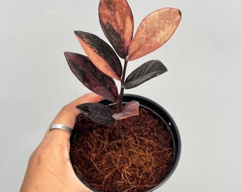 Zamioculcas Zamiifolia Rosa Variegada Tallo Enraizado Planta Rara de Interior y Exterior